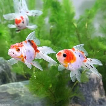 Amazon.co.jp: （国産金魚）鈴木系 東錦 深見養魚場産（1匹